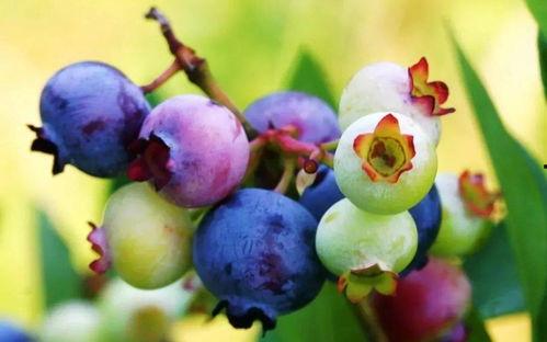 国产水莓100超清视频,高清视觉盛宴，尽享莓果魅力