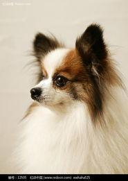 国产蝴蝶犬图片大全视频,萌态可掬的犬界精灵